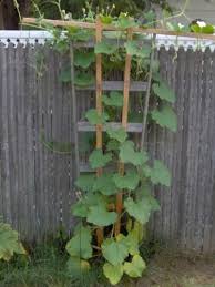 Staked in my last video, these squash are starting to get taller and taller and have even put on a few fruit! Climbing Zucchini Seeds Patio Summer Squash Seeds 15 Seeds Buy Online In Andorra At Andorra Desertcart Com Productid 189783050