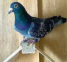 Only Pigeons In Pakistan, Free Classifieds In Pakistan | Olx Pakistan