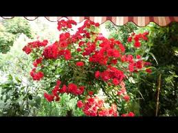 Gebirgsmassivs,verfügt über einen schönen, mediterranen garten und hat einen herrlichen, unverbaubaren blick auf den see. Mediterrane Kubelpflanzen Diy Sommerdeko Summer Decoration Bloom S Floristik Youtube