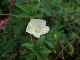 Image result for Merremia quinquefolia