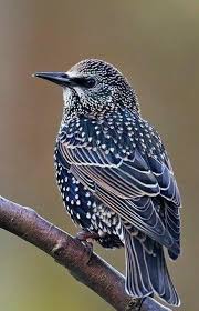 Blue Bird With White Stripe On Head Blue With White Dots Bird In 2020 Pet Birds Colorful Birds Beautiful Birds
