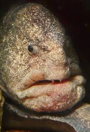 Not Just Another Pretty Face Wolf Eel Sea Animals Ocean Creatures