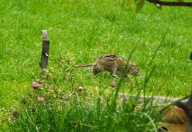 Both merely get rid of them. Talc Em Rats Using Talcum Powder To Deter Rats Hortographical