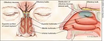 Image result for Taste Dysfunction