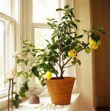 Use them in commercial designs under lifetime, perpetual & worldwide rights. Home Decor Indoor Lemon Trees Indoor Lemon Tree Citrus Tree Indoor House Tree Plants