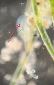 Image result for Loxodera