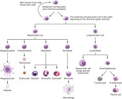 Anatomy Of The Lymphatic And Immune Systems Anatomy And