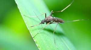 You should also dress in light. 7 Simple Ways To Avoid Mosquito Bites Inc Com