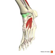 The ankle joint is a hinged synovial joint that is formed by the articulation. Ankle Joint Physiopedia