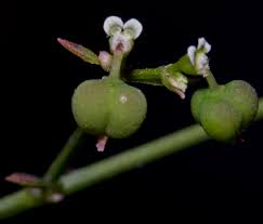 Image result for Euphorbia graminea
