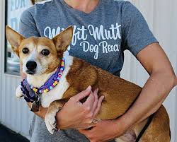 Many of the dogs from china are ready to be adopted! Green Bay Wi Corgi Meet Blanch A Pet For Adoption