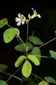 Image result for Oxalis barrelieri