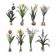 Our fall 2021 beauty from bulbs catalog has been delivered all over the country. Flower Bulbs à¤« à¤² à¤µà¤° à¤¬à¤² à¤¬ à¤¸ In Ludhiana Road Sangrur New Janta Nursery Id 3275069273