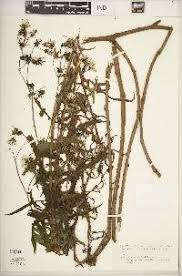 Image result for Sonchus luxurians