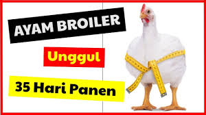 Selain itu, daging ayam broiler juga lebih empuk jika diolah sehingga banyak yang lebih memilih ayam ini daripada ayam kampung maupun jenis ayam lainnya. Daftar Harga Doc Ayam Broiler Di Tahun 2021