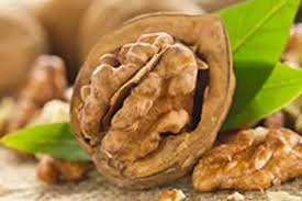 Image result for antraknóza ořešáku