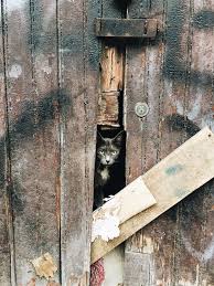 Gatito Duvar Duvar Kagidi
