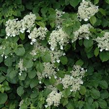 Flowering vines for shade ontario. Climbing Hydrangea Hydrangea Anomala Var Petiolaris In Burlington Waterdown Dundas Ontario Ontario On At Connon Nurseries