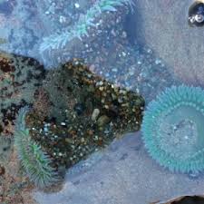 Image result for Aneilema chrysopogon