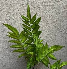 Image result for Coniogramme