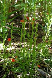 Image result for Striga asiatica