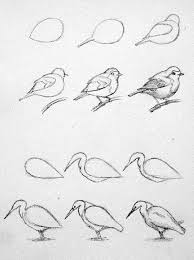 Bird Resmi Vogels Tekenen Dieren Tekenen Schets