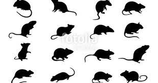 Popular ultrasonic pest mice of good quality and at affordable prices you can buy on aliexpress. Mice Mouse Silhouette Set Vector Animals Icons Stock Image And Mouse Silhouette Animal Icon Silhouette