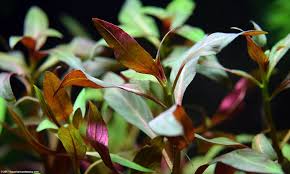 Anubias petite is a lush flowering plant. Aquarium Plants Add Beauty To A Freshwater Tank