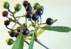 Image result for Pavetta gerstneri