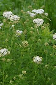 Image result for Achillea millefolium