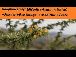 Image result for Acacia nilotica