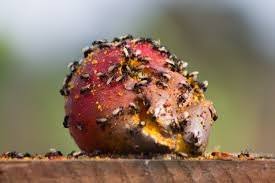 We've researched the best options so you can find the right one. Compost Flies Show Them White Lime And See What Happens Rolypig