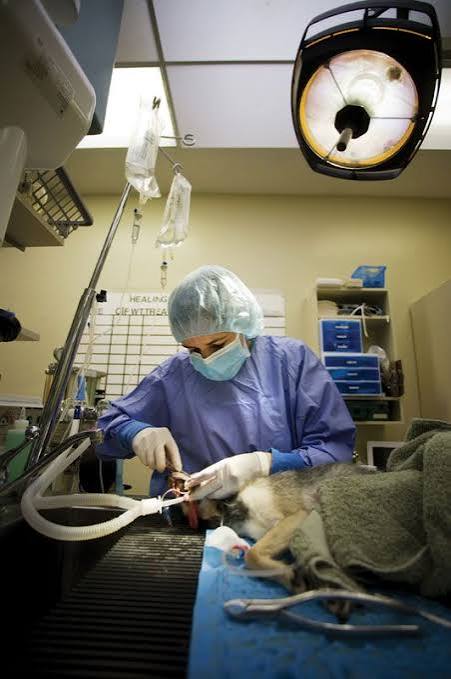 Veterinary medicine | Definition, Training, History, & Facts | Britannica