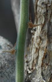 Image result for Asparagus minutiflorus