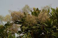 Image result for Monosis