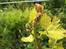 We did not find results for: Wineink Flowers On The Sonoma Coast Aspentimes Com