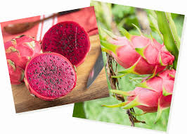 Dragon Fruit Amafruits