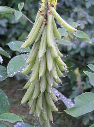 Image result for Crotalaria vasculosa