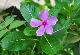 Check spelling or type a new query. Catharanthus Roseus Wikipedia Also Known As Madagascar Periwinkle Or Sadabahar In Pakistan Periwinkle Plant Plants Planting Flowers