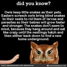 Additionally, are budgies legal in india? Owls Keep Little Snakes As Their Pets Eastern Fun Facts Animal Facts Weird Facts
