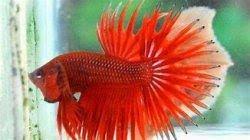 Kalau anda bibitnya adalah bibit beli, maka. Jenis Ikan Cupang Ada Cupang Surga Dan Cupang Langka Double Tail Yang Ekornya Bercabang Dua Halaman All Tribunjambi Travel