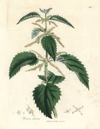 Image result for Urtica