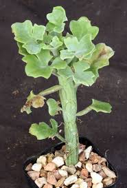 Image result for Kleinia