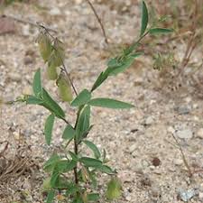 Image result for Crotalaria johnstonii