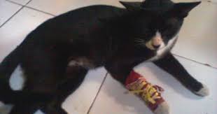 Maka dari itu kamu ikut dengan saran dokter hewan ya supaya kamu bisa melihatnya kembali. Butterfly S Blogger Cara Mengobati Kaki Kucing Yang Patah Keseleo Dalam Waktu Tiga Hari