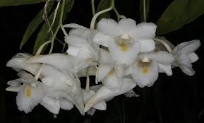 Image result for Streptocarpus arcuatus