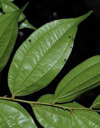 Image result for Anisophyllea boehmii