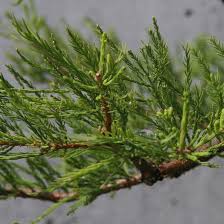 Image result for Taxodium