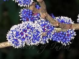 Image result for Memecylon