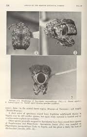 Image result for Physostigma mesoponticum